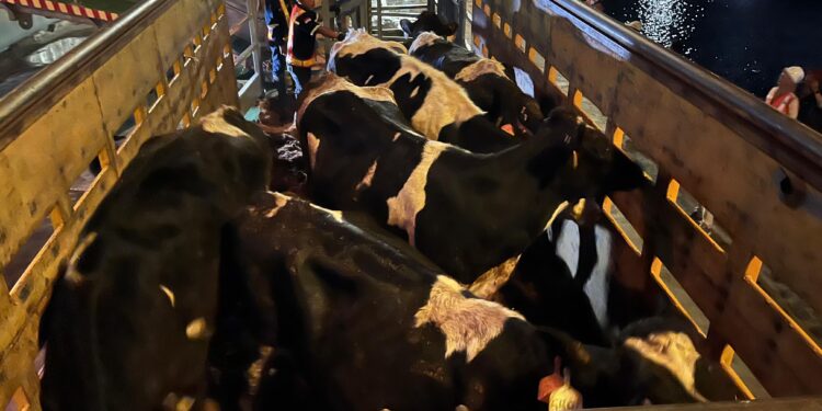 1.250 Bibit Sapi Perah dari Australia Tiba, Perkuat Populasi Sapi Perah Nasional