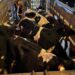1.250 Bibit Sapi Perah dari Australia Tiba, Perkuat Populasi Sapi Perah Nasional