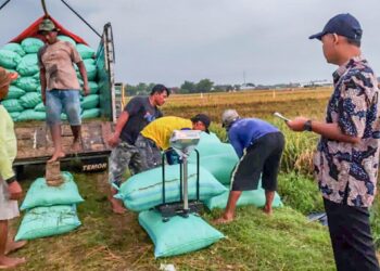Serapan Gabah Bulog Tembus 300.000 Ton, Siap Hadapi Panen Raya 2025