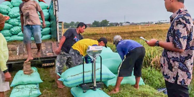 Serapan Gabah Bulog Tembus 300.000 Ton, Siap Hadapi Panen Raya 2025