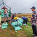 Serapan Gabah Bulog Tembus 300.000 Ton, Siap Hadapi Panen Raya 2025