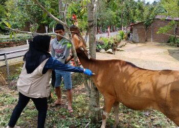 Tren Kasus PMK di Sinjai Menurun, Penanganan Pemerintah Berdampak Positif