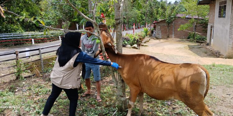 Tren Kasus PMK di Sinjai Menurun, Penanganan Pemerintah Berdampak Positif