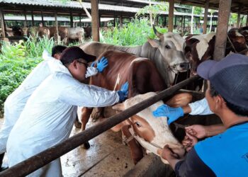 Jelang Idul Fitri, Kementan Pastikan Pengendalian PMK Tetap Optimal