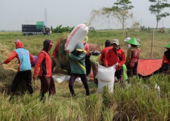 Bulog Cetak Rekor Tertinggi 10 Tahun Terakhir, Penyerapan Gabah Petani Capai 725.000 Ton Setara Beras