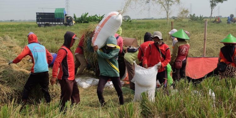 Bulog Cetak Rekor Tertinggi 10 Tahun Terakhir, Penyerapan Gabah Petani Capai 725.000 Ton Setara Beras
