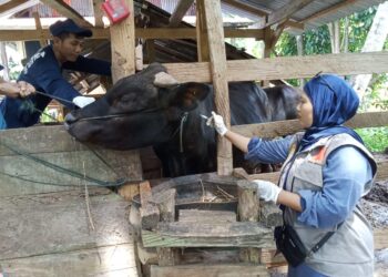 Pastikan Pengendalian PMK Optimal saat Lebaran, Petugas Keswan Siaga 24 Jam