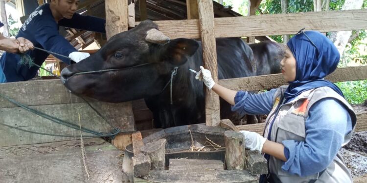 Pastikan Pengendalian PMK Optimal saat Lebaran, Petugas Keswan Siaga 24 Jam