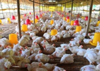 Kementan Stabilkan Produksi dan Harga Ayam Broiler Untuk Lindungi Peternak Rakyat