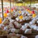 Kementan Stabilkan Produksi dan Harga Ayam Broiler Untuk Lindungi Peternak Rakyat