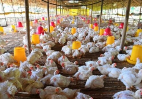 Kementan Stabilkan Produksi dan Harga Ayam Broiler Untuk Lindungi Peternak Rakyat