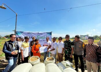 Manfaatkan Momentum Panen Raya, Bulog Optimalkan Penyerapan Satu Juta Ton