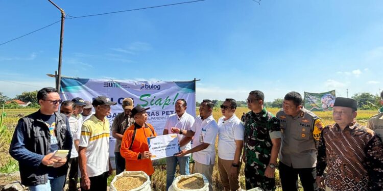 Manfaatkan Momentum Panen Raya, Bulog Optimalkan Penyerapan Satu Juta Ton