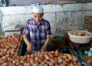 Asosiasi dan Peternak Apresiasi Langkah Kementan Stabilkan Harga Telur