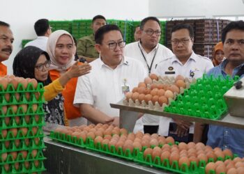 Kementan Perkuat Serapan dan Stabilisasi Harga Telur di Tingkat Peternak