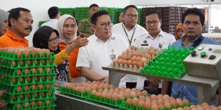 Kementan Perkuat Serapan dan Stabilisasi Harga Telur di Tingkat Peternak