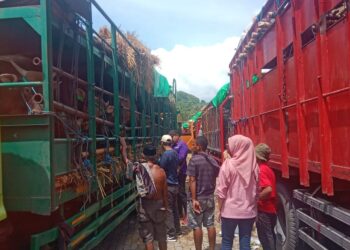 Distribusi Sapi Kurban dari NTB Diatur, Pasokan Dipastikan Aman