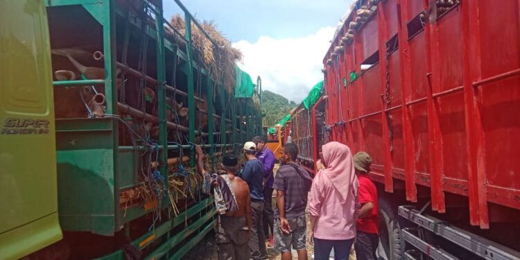 Distribusi Sapi Kurban dari NTB Diatur, Pasokan Dipastikan Aman