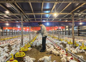 Upaya Stabilkan Harga Ayam Hidup, Kementan Pantau Serapan Ayam Besar oleh Perusahaan Integrator dan Pabrik Pakan