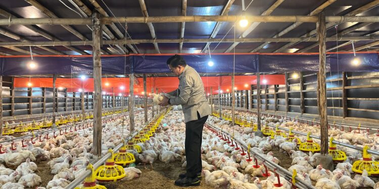 Upaya Stabilkan Harga Ayam Hidup, Kementan Pantau Serapan Ayam Besar oleh Perusahaan Integrator dan Pabrik Pakan