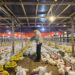 Upaya Stabilkan Harga Ayam Hidup, Kementan Pantau Serapan Ayam Besar oleh Perusahaan Integrator dan Pabrik Pakan