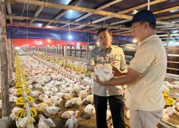 Langkah Cepat Kementan Stabilkan Harga Ayam dan Telur