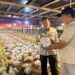 Langkah Cepat Kementan Stabilkan Harga Ayam dan Telur