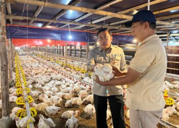 Kementan Perkuat Pengawasan dan Distribusi, Harga Ayam Hidup Mulai Naik