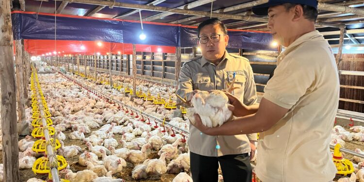 Kementan Perkuat Pengawasan dan Distribusi, Harga Ayam Hidup Mulai Naik