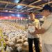 Kementan Perkuat Pengawasan dan Distribusi, Harga Ayam Hidup Mulai Naik