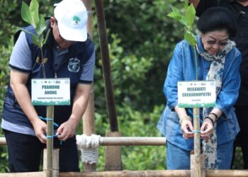Gubenur DKI Jakarta dan Megawati Tanam 7.500 Bibit Mangrove di Jakarta Utara
