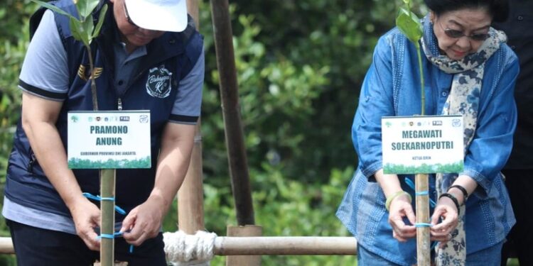 Gubenur DKI Jakarta dan Megawati Tanam 7.500 Bibit Mangrove di Jakarta Utara
