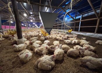 Kementan Pantau Produksi DOC Broiler untuk Jaga Stabilitas Harga Ayam