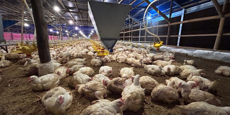 Kementan Pantau Produksi DOC Broiler untuk Jaga Stabilitas Harga Ayam