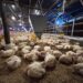 Kementan Pantau Produksi DOC Broiler untuk Jaga Stabilitas Harga Ayam