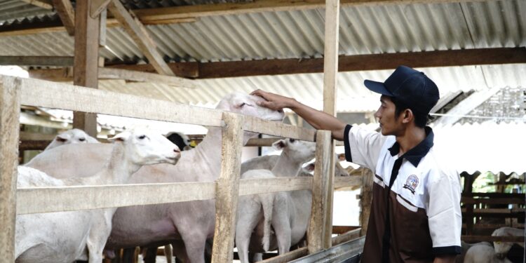 Ombusman Puji Kementan, Dukung Peternak Lokal Melalui Pengaturan Impor Karkas Domba dan Kambing