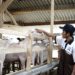 Ombusman Puji Kementan, Dukung Peternak Lokal Melalui Pengaturan Impor Karkas Domba dan Kambing