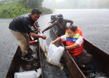 KKP Lepas Ratusan Anakan Arwana Irian di Taman Nasional Warus Merauke