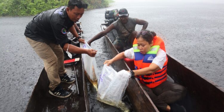 KKP Lepas Ratusan Anakan Arwana Irian di Taman Nasional Warus Merauke
