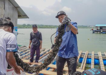 Modeling Lobster Sukses Hidupkan Budidaya Kerang di Batam