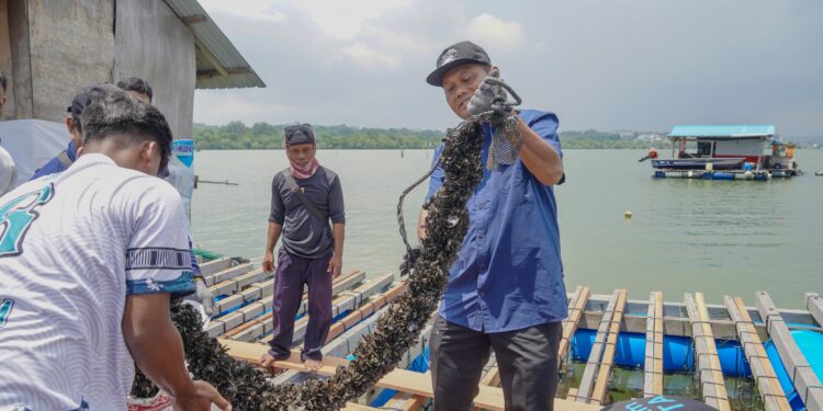 Modeling Lobster Sukses Hidupkan Budidaya Kerang di Batam