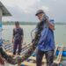 Modeling Lobster Sukses Hidupkan Budidaya Kerang di Batam