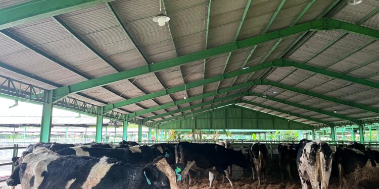 1.213 Sapi Perah Bunting Tiba di Cilacap!, Bukti Nyata Kemitraan Swasta dan Peternak Rakyat