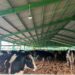 1.213 Sapi Perah Bunting Tiba di Cilacap!, Bukti Nyata Kemitraan Swasta dan Peternak Rakyat