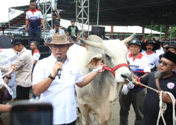 Segini Bobot 4 Sapi Jumbo Sumbangan Wamentan Sudaryono di Expo Sapi Boyolali