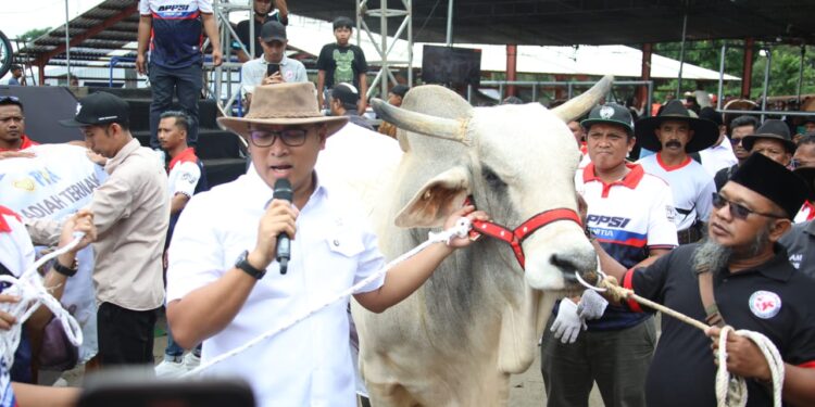 Segini Bobot 4 Sapi Jumbo Sumbangan Wamentan Sudaryono di Expo Sapi Boyolali