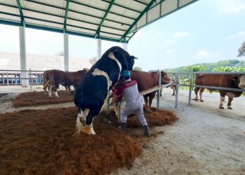 Kementan Buka Layanan Deposit Semen Beku, Perkuat Produksi Ternak Nasional