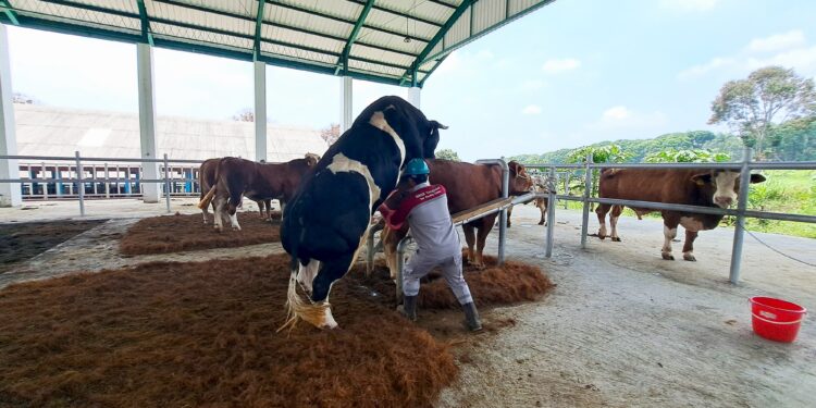 Kementan Buka Layanan Deposit Semen Beku, Perkuat Produksi Ternak Nasional