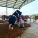 Kementan Buka Layanan Deposit Semen Beku, Perkuat Produksi Ternak Nasional