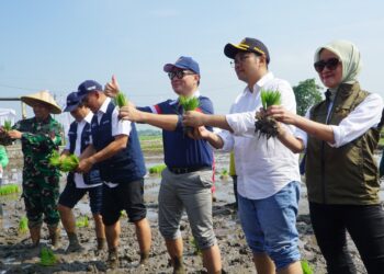 Saat Musim Panen, Bulog Komitmen sebagai Offtaker Petani